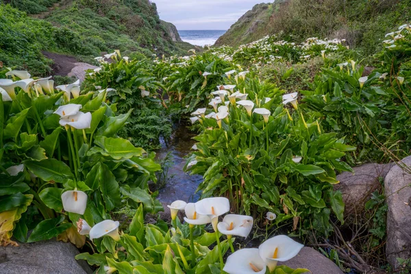 Lírios selvagens ao longo da costa da Califórnia — Fotografia de Stock