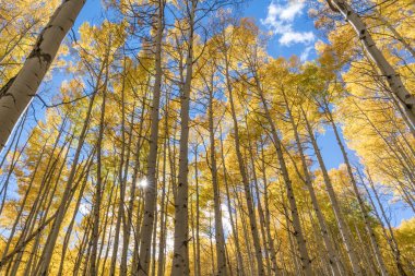 Sonbahar altın Aspen Sunburst