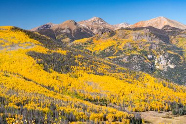 Fall Aspens in the Sun Juan Mountains of Colorado clipart