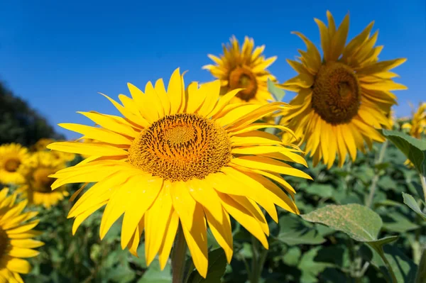 Field of sunflowers — Stock Photo, Image