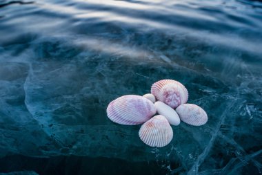 Buz üzerinde Kelebek