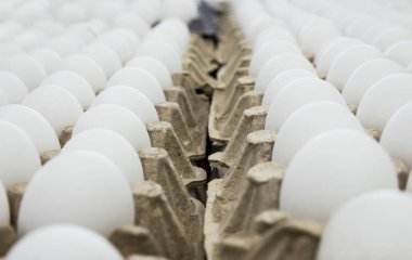 Tavuk yumurtaları, tasnif atölyesindeki üretimin ambalajında sıra sıra yatıyor.