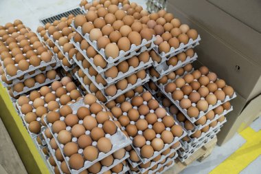 Tavuk yumurtaları, tasnif atölyesindeki üretimin ambalajında sıra sıra yatıyor.