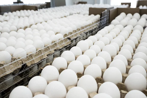 Huevos Pollo Encuentran Filas Embalaje Producción Taller Clasificación — Foto de Stock