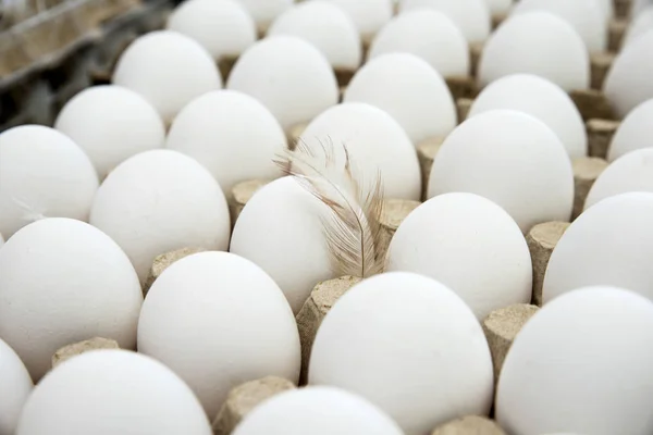 Huevos Pollo Encuentran Filas Embalaje Producción Taller Clasificación — Foto de Stock