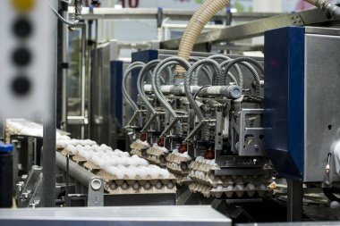 Dükkanda otomatik yumurta ayıklama endüstriyel üretimi