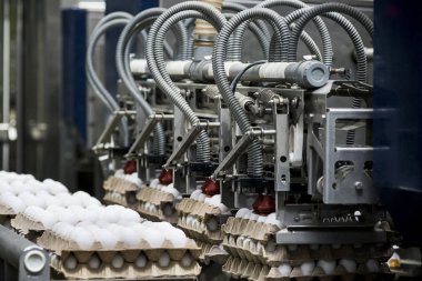 Dükkanda otomatik yumurta ayıklama endüstriyel üretimi