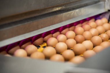 Dükkanda otomatik yumurta ayıklama endüstriyel üretimi