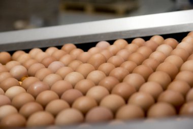 Dükkanda otomatik yumurta ayıklama endüstriyel üretimi