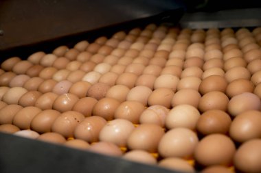 Dükkanda otomatik yumurta ayıklama endüstriyel üretimi