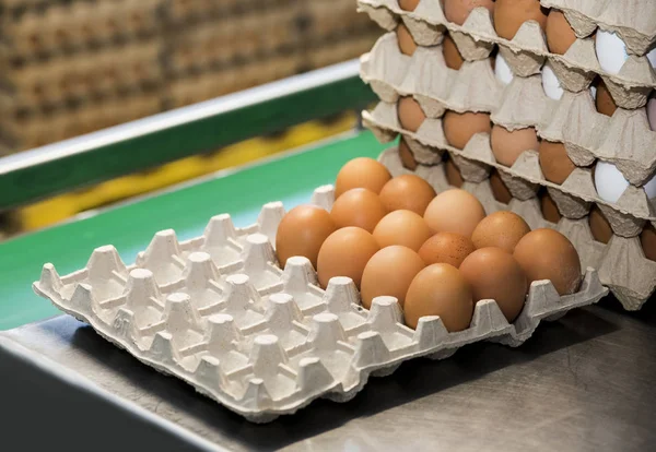 Куриные Яйца Лежат Рядами Упаковке Производстве Сортировочном Цехе — стоковое фото