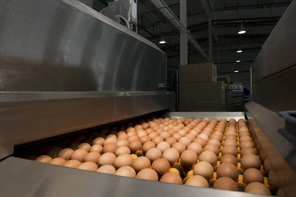 Producción Industrial Clasificación Automatizada Huevos Tienda — Foto de Stock