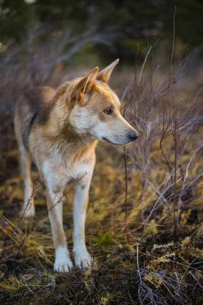 Cane Caccia Rosso Guarda Lontananza Autunno — Foto Stock