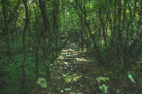 日陰の緑の森の中の石の山道は — ストック写真