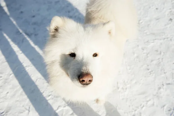 Přímý Pohled Bílého Samojeného Psa Zblízka Zimě — Stock fotografie