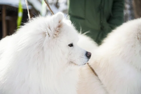 Gros Plan Chien Samoyed Blanc Hiver — Photo