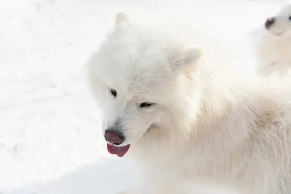 Detail Bílého Samojeného Psa Zimě — Stock fotografie
