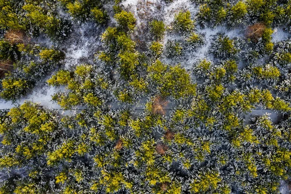 Les Sommets Verts Forêt Sur Fond Neige Blanche Ont Été — Photo