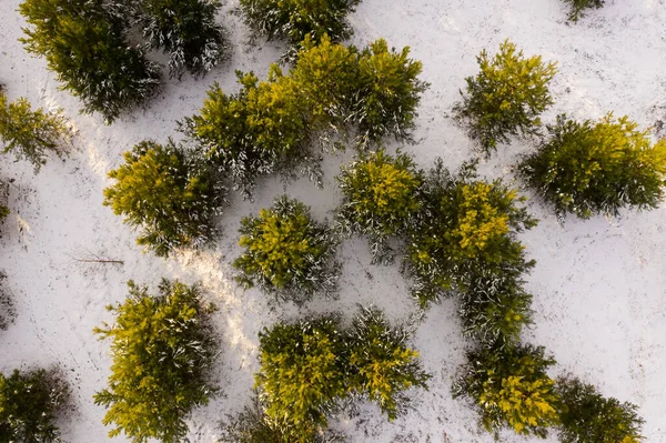 Les Sommets Verts Forêt Sur Fond Neige Blanche Ont Été — Photo