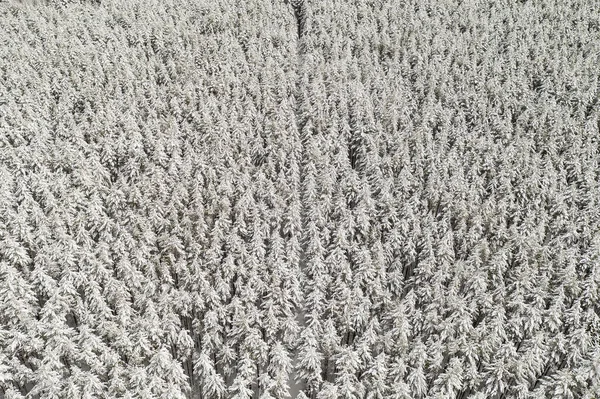 Taiga Daki Karla Kaplı Ormanın Tepeleri Kışın Kuadrokopterden Çıkarıldı — Stok fotoğraf