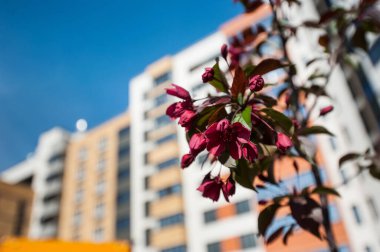 Öndeki çiçekler, mavi gökyüzüne karşı çok katlı tuğlalı yeni bir apartmanın arka planına karşı.