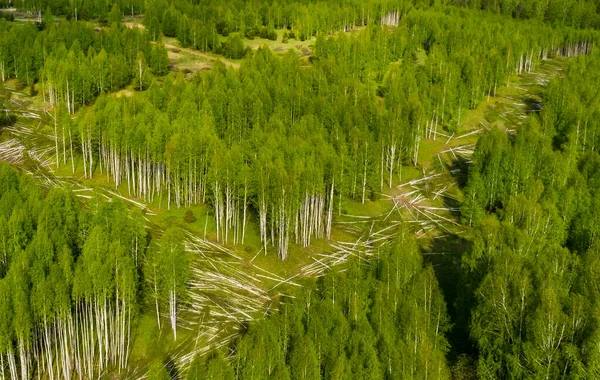 Вырубка Нового Зеленого Леса Новых Дорог Сверху Беспилотником — стоковое фото