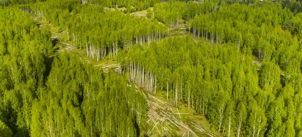 Couper Une Nouvelle Forêt Verte Pour Nouvelles Routes — Photo