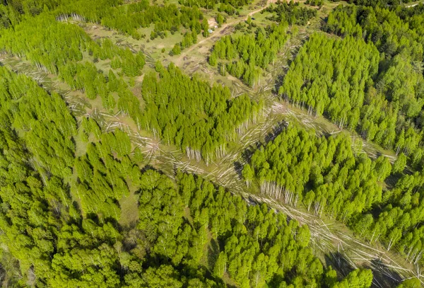 Вырубка Нового Зеленого Леса Новых Дорог Сверху Беспилотником — стоковое фото