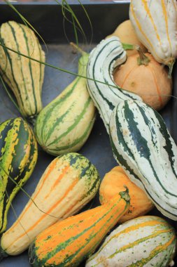 Şükran günü sonbahar dekorasyonları