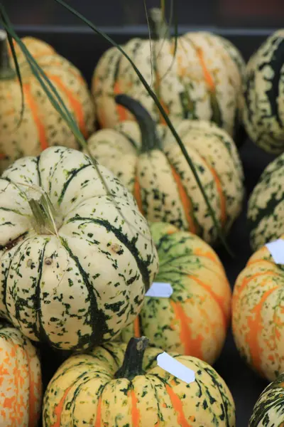 Decoraciones de otoño de Acción de Gracias —  Fotos de Stock