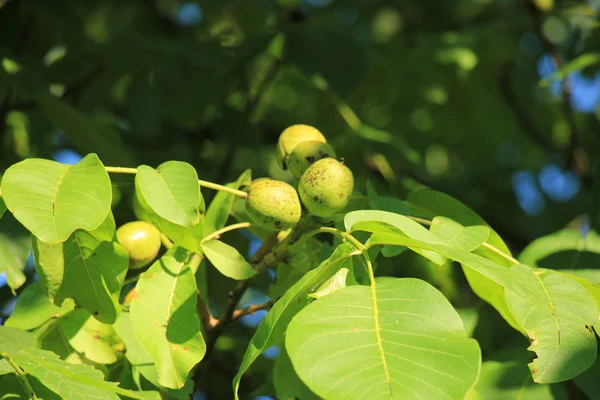 Плоды грецкого ореха на ветке — стоковое фото