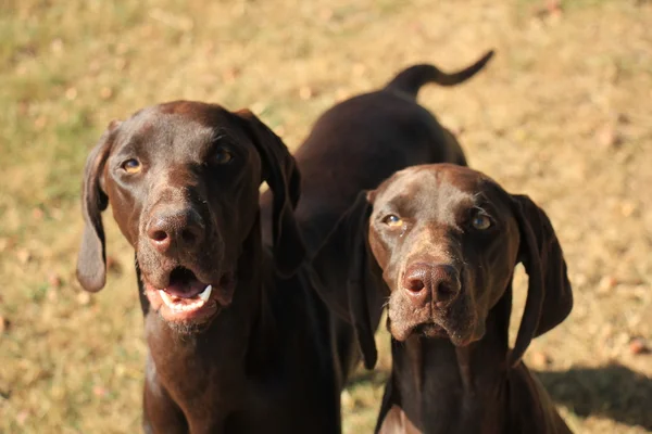 German Shorthaired Pointers — Stock Photo, Image