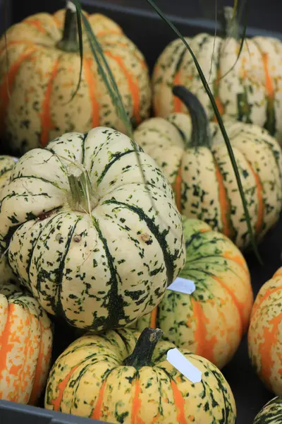 Erntedank-Herbstschmuck — Stockfoto