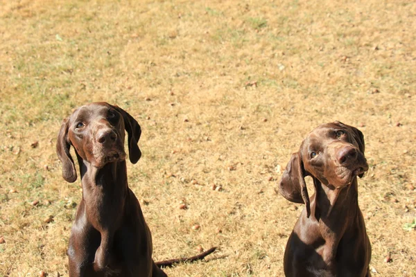 German Shorthaired Pointers — Stock Photo, Image