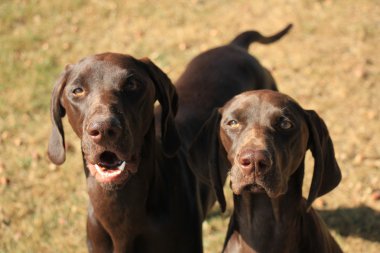 Almanca Kısaltılmış Noktalar