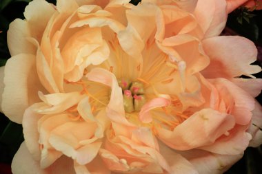 soluk pembe şakayık