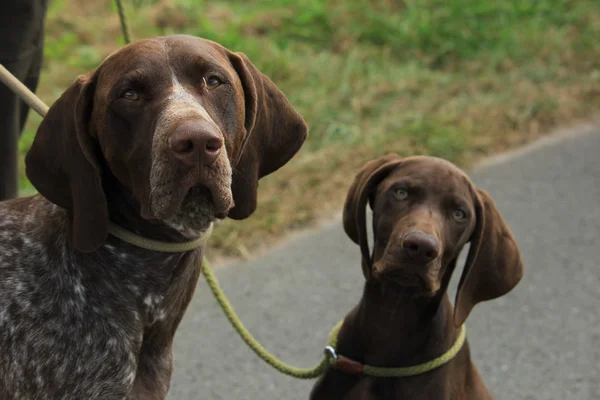 German Shorthaired Pointers — Stock Photo, Image