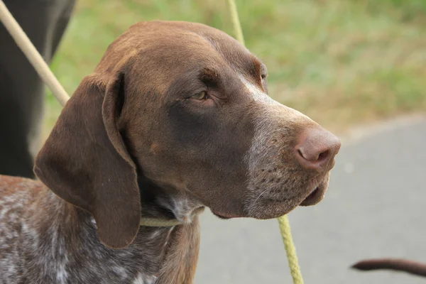 German Shorthaired Pointer — Stock Photo, Image