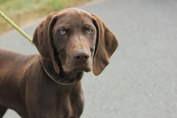 German Shorthaired Pointer — Stock Photo, Image