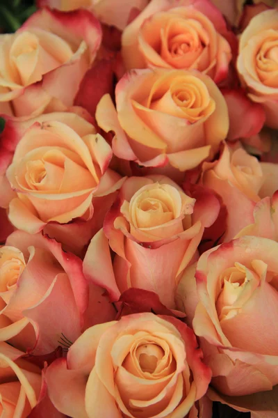 Πολύχρωμο τριαντάφυλλα — Φωτογραφία Αρχείου
