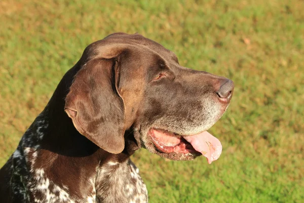 Rövidszőrű német Vizsla — Stock Fotó