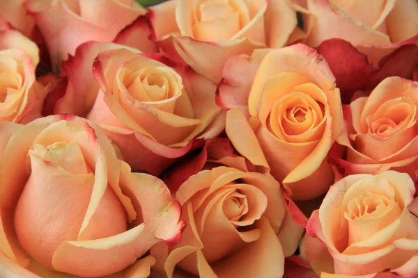 Roses de mariage multicolores — Photo