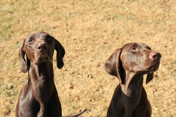 German Shorthaired Pointers — Stock Photo, Image