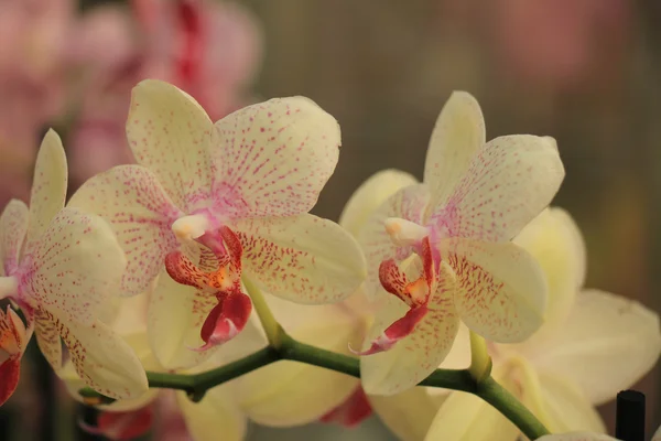 Gul phalaenopsis orkidé — Stockfoto