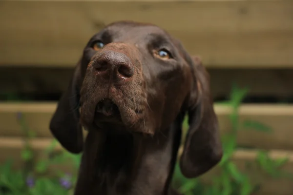 German Shorthaired Pointer — Stock Photo, Image