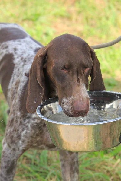 Rövidszőrű német Vizsla — Stock Fotó