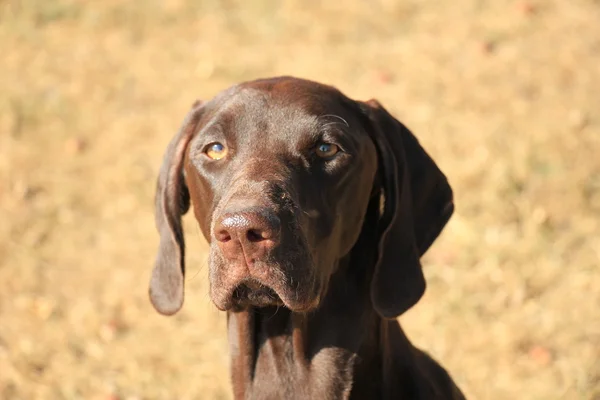 Rövidszőrű német Vizsla — Stock Fotó