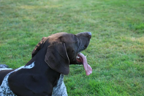 Rövidszőrű német Vizsla — Stock Fotó