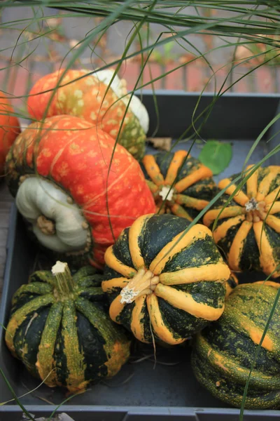 Décorations d'automne de Thanksgiving — Photo