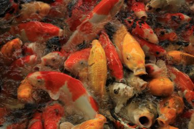 Koi Carps kırmızı ve turuncu